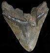 Bargain, Fossil Megalodon Tooth - South Carolina #38719-2